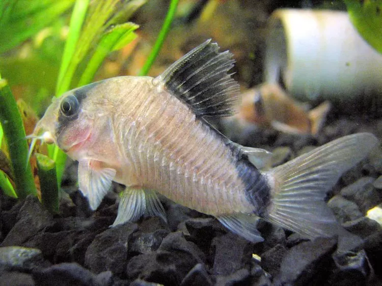 Bandit Cory